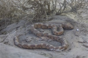 Image description is not available for 1989.2.2